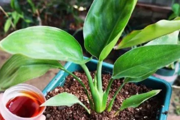 怎么养殖盆栽鹤望兰，每隔1-2年更换一次盆土