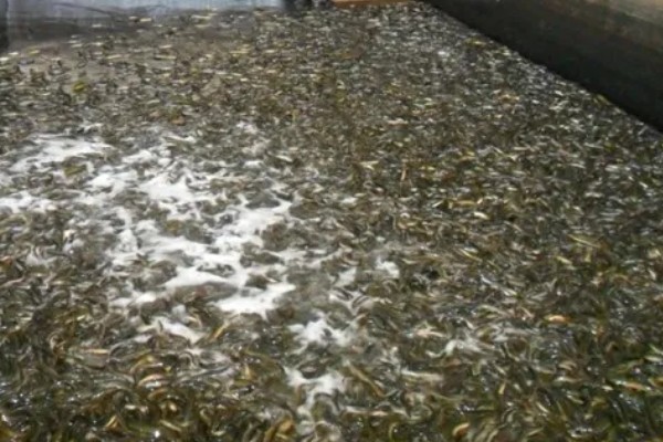 泥鳅可以养殖吗,可以养殖泥鳅