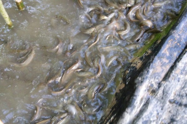 泥鳅可以养殖吗,可以养殖泥鳅