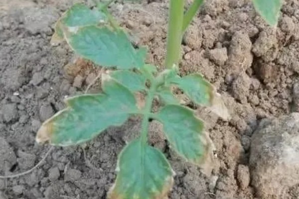 肥料施用过多对作物生长的坏处,会使作物生长受到抑制