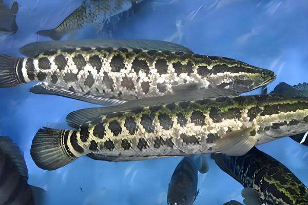 黑鱼的生活习性，喜欢潜藏在隐蔽的地方