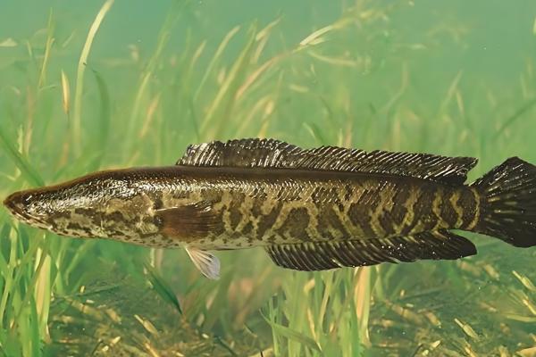 黑鱼的生活习性，喜欢潜藏在隐蔽的地方