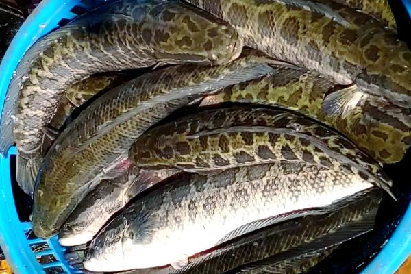 黑鱼的生活习性，喜欢潜藏在隐蔽的地方