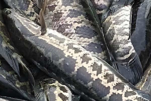 黑鱼的生活习性，喜欢潜藏在隐蔽的地方