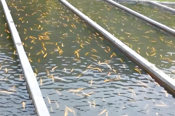 黑鱼的生活习性，喜欢潜藏在隐蔽的地方