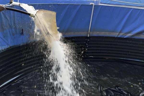 黑鱼的生活习性，喜欢潜藏在隐蔽的地方