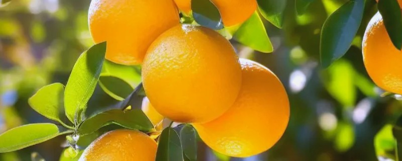 橘子树几年开花结果，种2-3年才可以