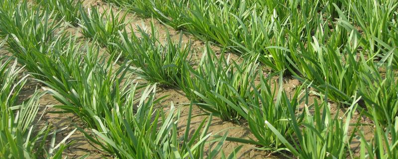 韭菜有哪些生长习性，抗寒耐热