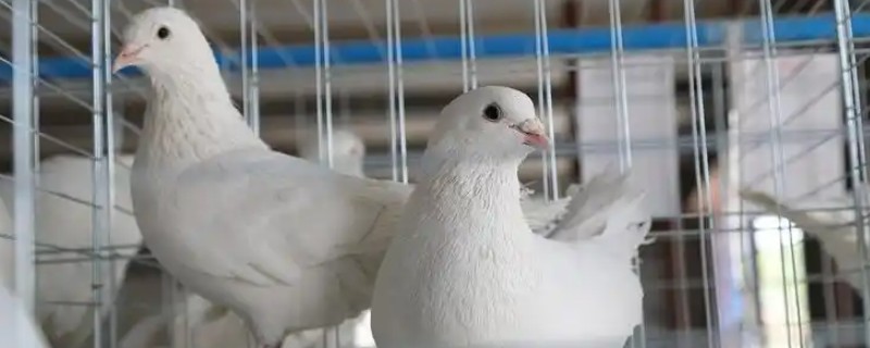 小鸽子为什么不长毛，主要是营养不良、寄生虫病所致