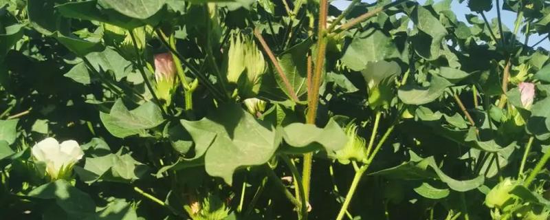 如何防治棉田烂铃，应从7月底开始喷洒化学药剂