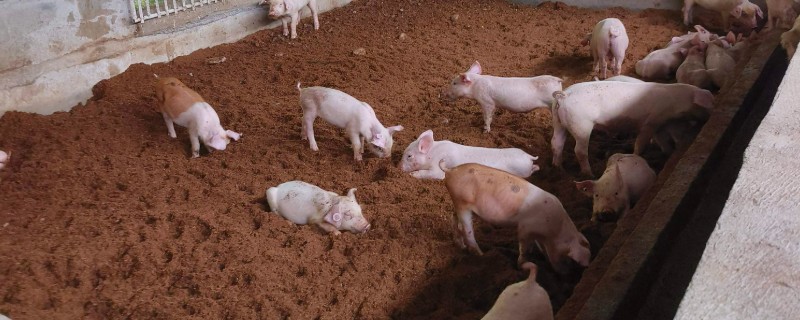 猪被雨淋了有没有事，有可能会生病