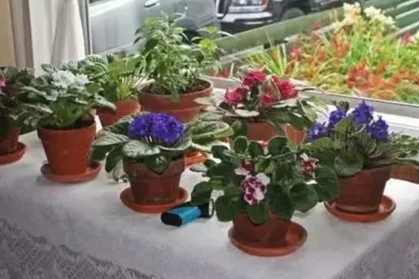 紫罗兰春天会开花吗,春天4-5月份会开花
