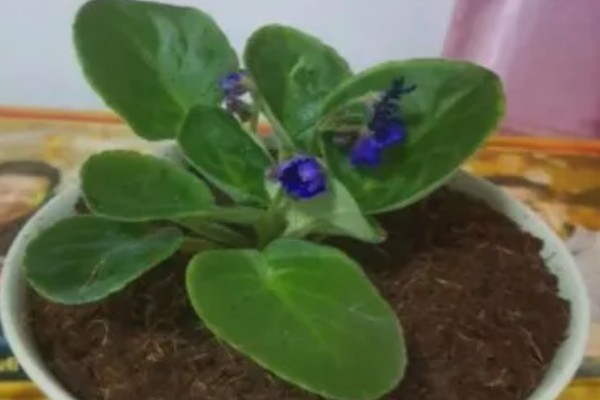紫罗兰春天会开花吗,春天4-5月份会开花
