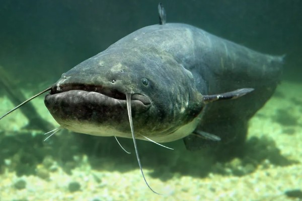 鲶鱼有鱼鳞吗,它们的鳞片已经退化