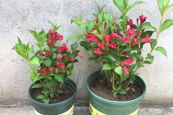 锦带花的盆栽养殖方法,可选择素陶盆种植