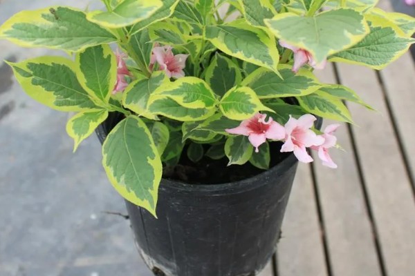 锦带花的盆栽养殖方法,可选择素陶盆种植