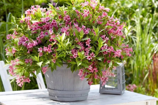 锦带花的盆栽养殖方法,可选择素陶盆种植