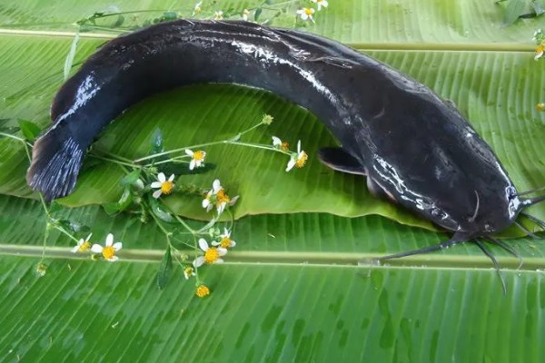 鲶鱼有鱼鳞吗,它们的鳞片已经退化