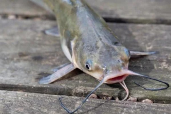 鲶鱼有鱼鳞吗,它们的鳞片已经退化