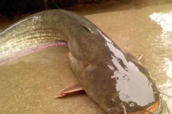 鲶鱼有鱼鳞吗,它们的鳞片已经退化