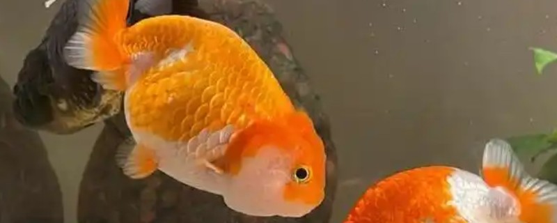 养兰寿金鱼应该用什么过滤，周转箱、滴滤、下滤均可使用