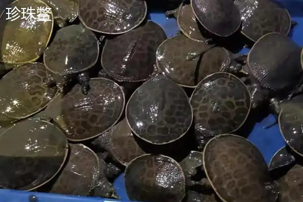 中华鳖和珍珠鳖有什么区别,属别、外形都不同