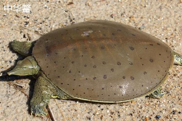 中华鳖和珍珠鳖有什么区别,属别、外形都不同