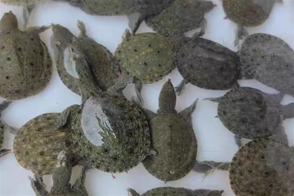 中华鳖和珍珠鳖有什么区别,属别、外形都不同