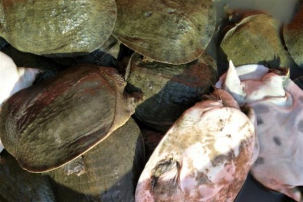 中华鳖和珍珠鳖有什么区别,属别、外形都不同