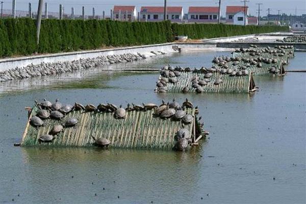 中华鳖和珍珠鳖有什么区别,属别、外形都不同