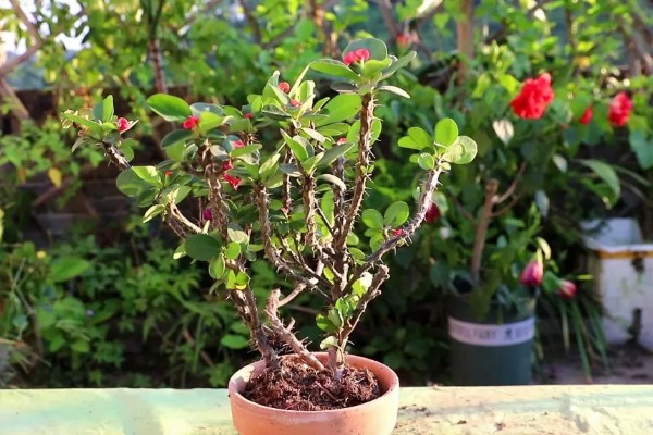 虎刺梅如何繁殖，常采取扦插、组织培养这两种方式