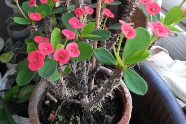 虎刺梅如何繁殖，常采取扦插、组织培养这两种方式