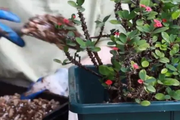 虎刺梅如何繁殖，常采取扦插、组织培养这两种方式