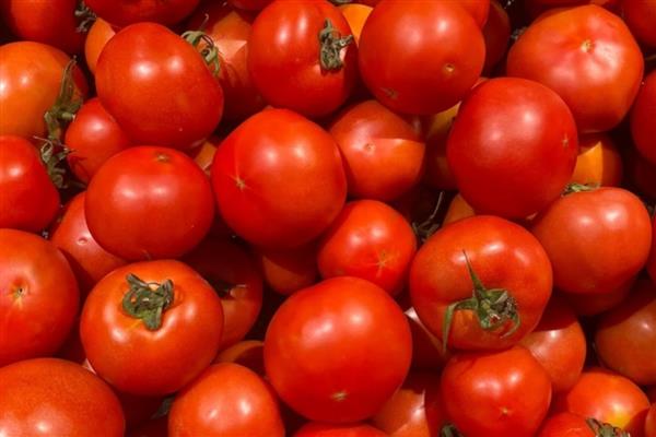 大量西红柿如何长期储存,放到恒温储存室里面进行存储