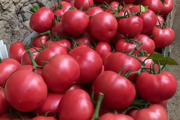 大量西红柿如何长期储存,放到恒温储存室里面进行存储
