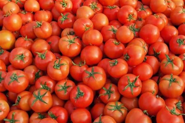 大量西红柿如何长期储存,放到恒温储存室里面进行存储