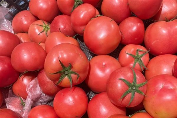 大量西红柿如何长期储存,放到恒温储存室里面进行存储