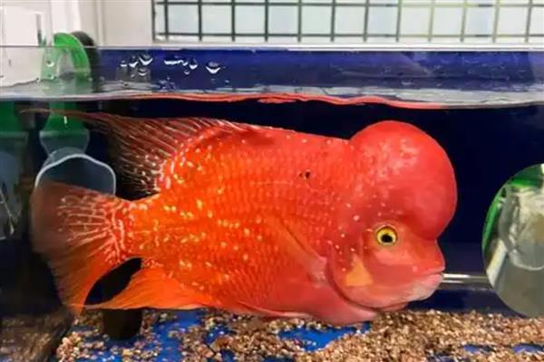 罗汉鱼怎么换水放盐，每周换水2-3次但只需加一次盐