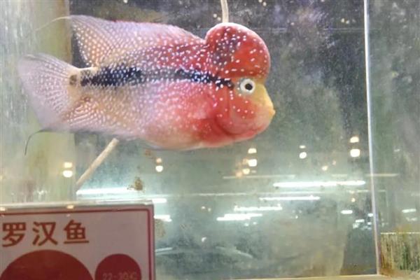 罗汉鱼怎么换水放盐，每周换水2-3次但只需加一次盐