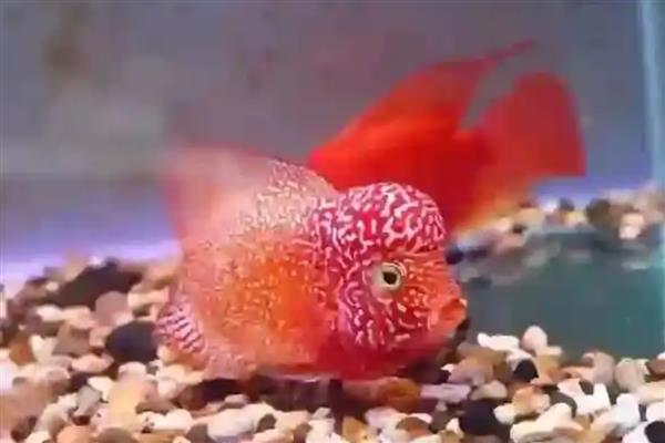 罗汉鱼怎么换水放盐，每周换水2-3次但只需加一次盐