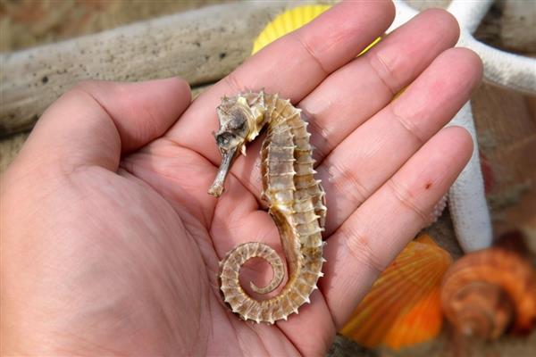 海马如何繁殖下一代，靠公海马尾部腹面的育儿囊来繁殖