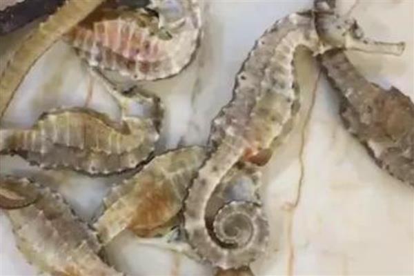 海马如何繁殖下一代，靠公海马尾部腹面的育儿囊来繁殖