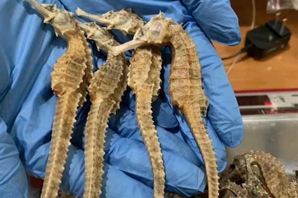 海马如何繁殖下一代，靠公海马尾部腹面的育儿囊来繁殖