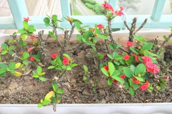 虎刺梅如何繁殖，常采取扦插、组织培养这两种方式