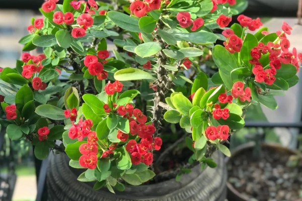 虎刺梅如何繁殖，常采取扦插、组织培养这两种方式