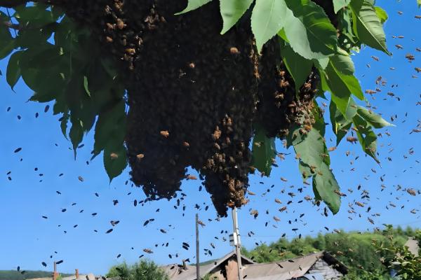 几月份容易诱蜂,自然分蜂期适合选在3-5月份