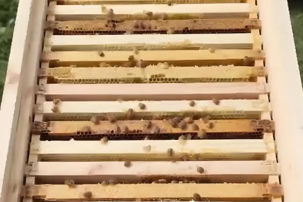 几月份容易诱蜂,自然分蜂期适合选在3-5月份