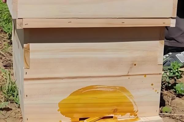 几月份容易诱蜂,自然分蜂期适合选在3-5月份