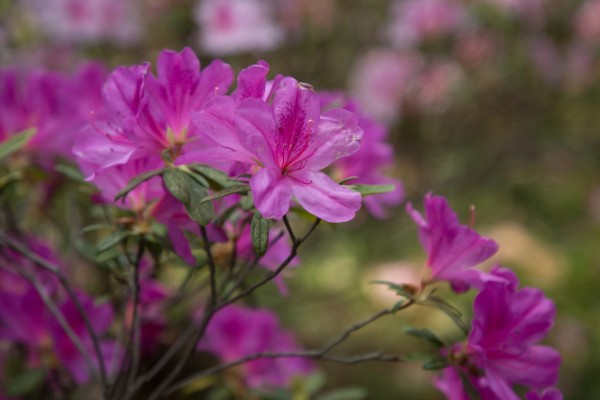 杜鹃花有没有毒，白色和黄色杜鹃花含有毒素