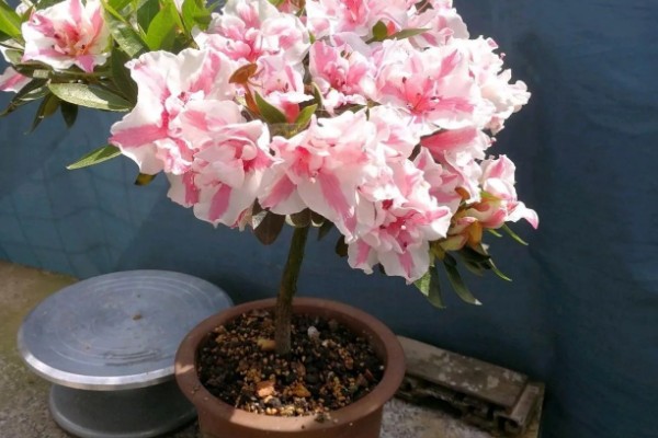 杜鹃花有没有毒，白色和黄色杜鹃花含有毒素